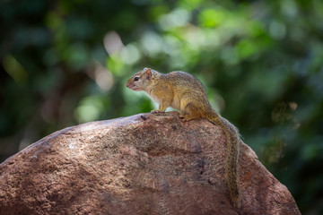 Naklejka na ściany i meble Smith bush squirrel standing on a rock with natural background in Kruger National park, South Africa ; Specie Paraxerus cepapi family of Sciuridae