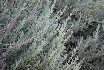 Wild Floral Lavender, Flower Portrait
