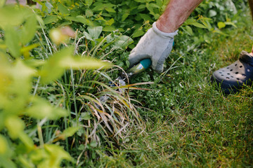 Plucking weeds in the garden. The man pulls weeds out of the garden, cuts the grass. The concept of taking care of the garden, bringing order. Spring summer cleaning outside the house.