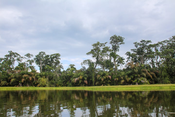 Fototapeta na wymiar Landscape of the tropical rainforest in Tortuguero, Costa Rica