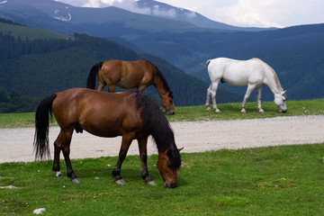 Mountain landscape with grazing horses, Transalpina, Romania