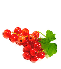 red currant with leaves isolated on white background