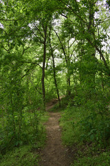 Springtime in the Ozarks: Lush Green Forest Path