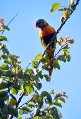 Australian native bird, rainbow lorikeet parrot in a suburban garden apricot tree in early morning sunshine, in coastal South Australia.