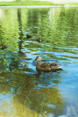 ducks swim in the lake. mother duck and her little cubs ducklings swim in the park