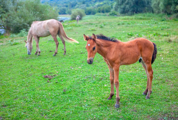 foal and mare on the green meadow near river