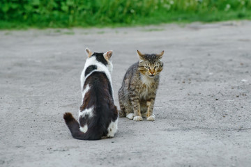 two stray cats on the street