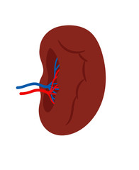 Human spleen isolated on white background vector. Spleen internal anatomy, human organ illustration - obrazy, fototapety, plakaty