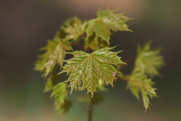 Young Norway maple tree with green leaves growing in a forest in spring