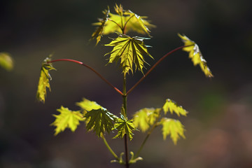Obraz premium Young Norway maple tree with green leaves growing in a forest in spring