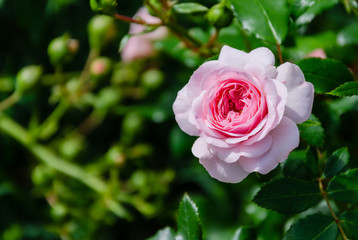 fragrant rose flower