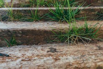 Old wooden stairs path in garden or forest. Path with stairs in a tropical forest or garden road. Timbered or hardwood Uphill path