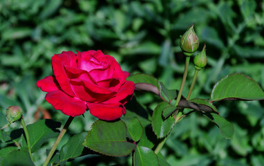 fragrant rose flower