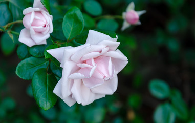 fragrant rose flower
