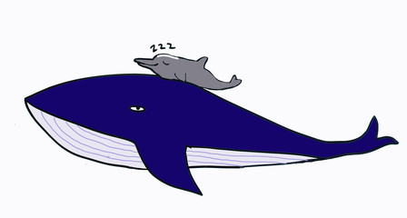 a whale&a dolphin