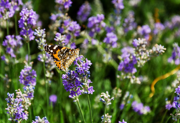 butterfly on the flower of fragrant lavender.