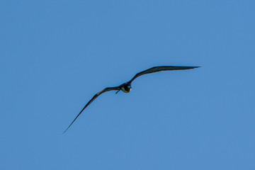 seagull flying in the blue sky