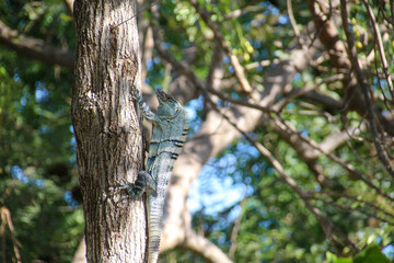 Pura Vida - This is beautiful Costa Rica
