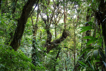 Pura Vida - This is beautiful Costa Rica