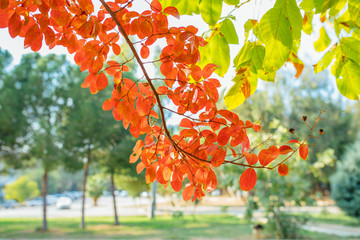 Colorful red, orange autumn leaves. Autumn background image. Red fall season tree leaves.