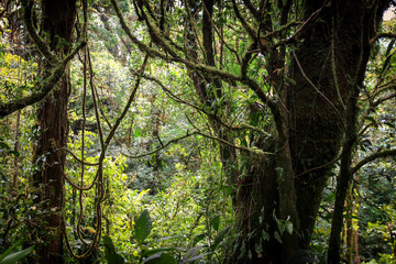 Fototapeta premium Pura Vida - This is beautiful Costa Rica
