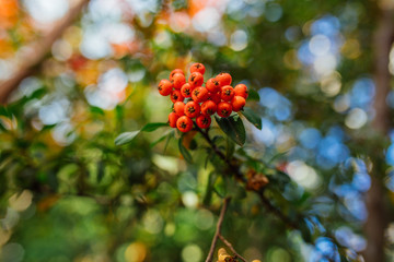 Firethorn (Pyracantha coccinea) berries in the fall season. Orange, red or yellow pyracantha berries and leafs in autumn season. 