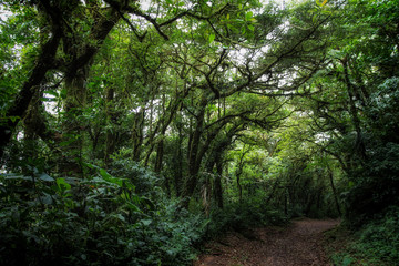 Fototapeta premium Pura Vida - This is beautiful Costa Rica