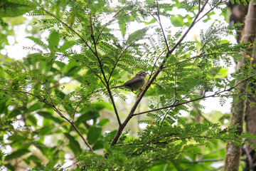 Pura Vida - This is beautiful Costa Rica