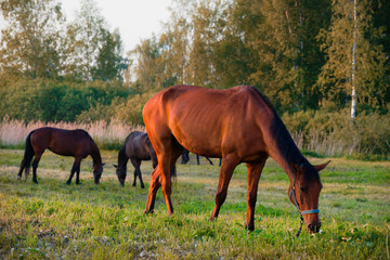 Fototapeta premium Horses graze in the meadow