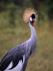 African crowned crane