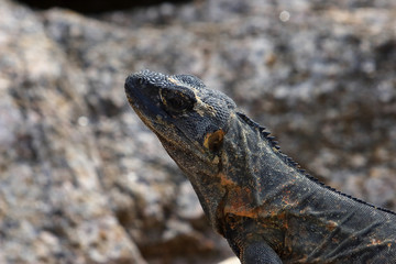Lizard portrait
