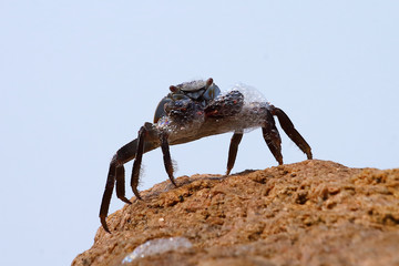 Crab producing microclimate froth exposed to sun
