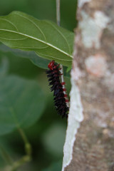 Black caterpillar with red legs and head, close up