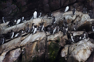Colonies of arctic birds on rocky islands in Newfoundland