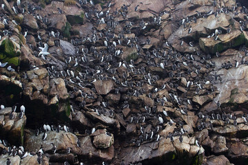 Colonies of arctic birds on rocky islands in Newfoundland