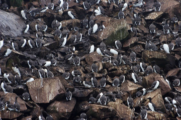 Colonies of arctic birds on rocky islands in Newfoundland