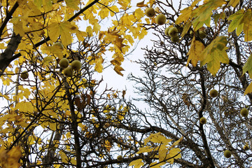 autumn days in Patagonia
