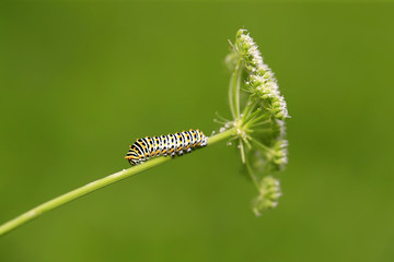 A caterpillar is on the green leaves