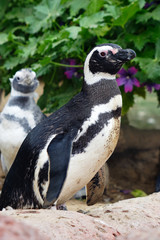 Cape (South African) penguins
