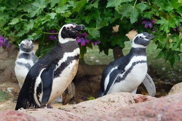 Cape (South African) penguins