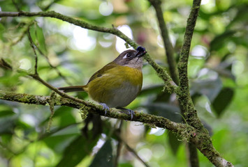 Pura Vida - This is beautiful Costa Rica