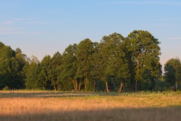 Drzewa na polu podczas zachodu słońca