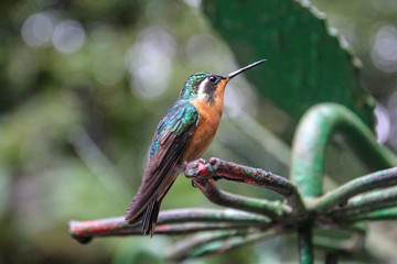 Pura Vida - This is beautiful Costa Rica