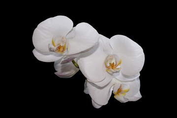 Obraz na płótnie Canvas White orchid flowers on black background