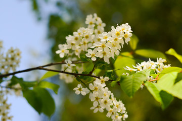  Blooming bird cherry on a blurred green background