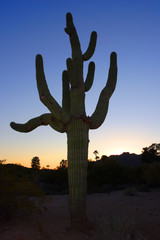 Large cactus on background of sunset sky