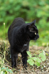 Naklejka na ściany i meble Beautiful black bombay cat with yellow eyes in nature, outdoors