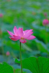 Blooming lotus, in the park