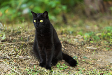 Naklejka na ściany i meble Beautiful cute bombay black cat portrait with yellow eyes and attentive look in nature 