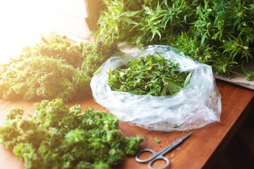 trimming leaves and sorting cannabis buds after harvest, illegal trimmer works in the USA for the...